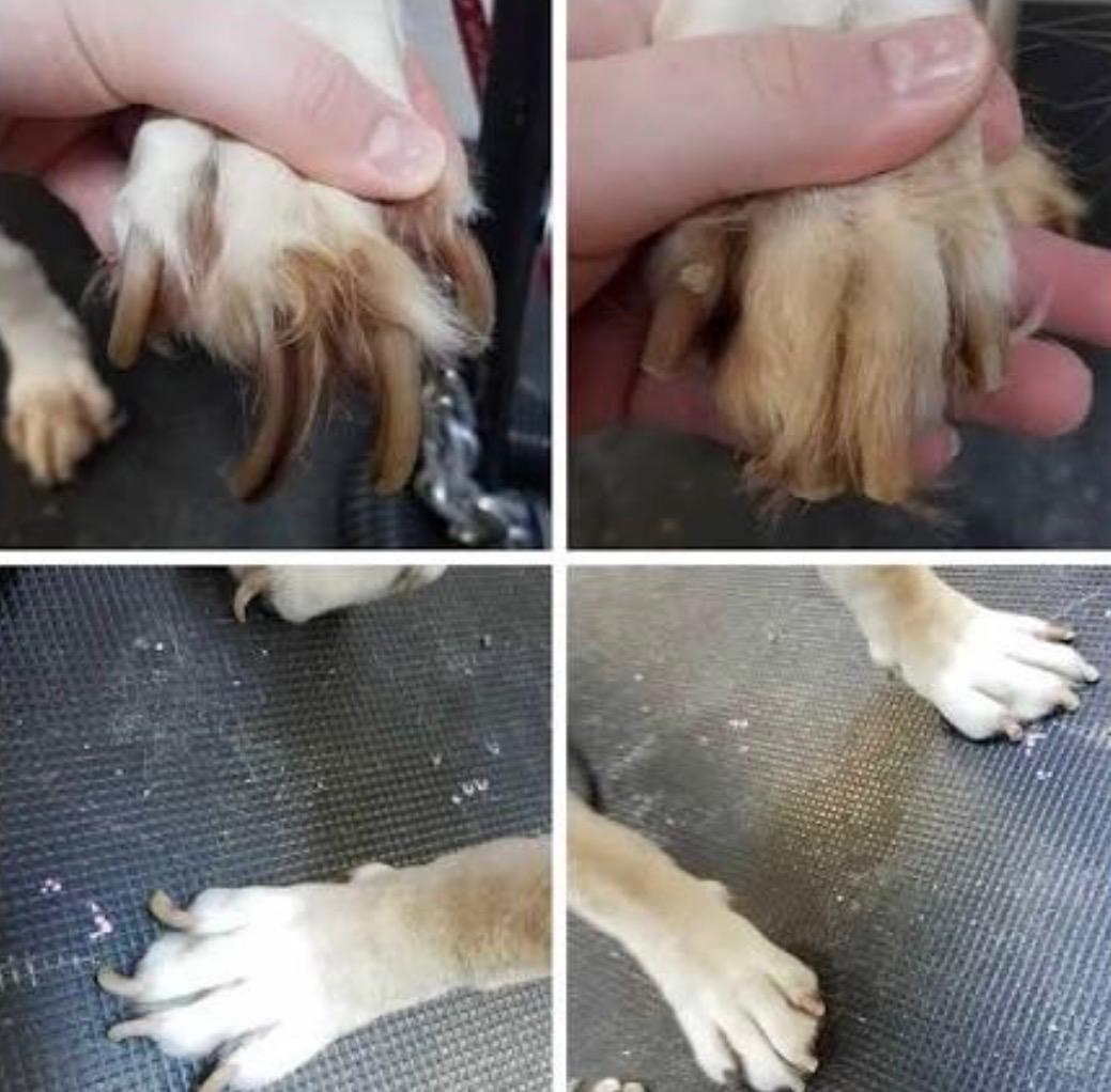 Paw Haus™ LED Precision Pet Nail Clippers